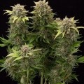 Moby Dick Autofiorente (Dinafem)