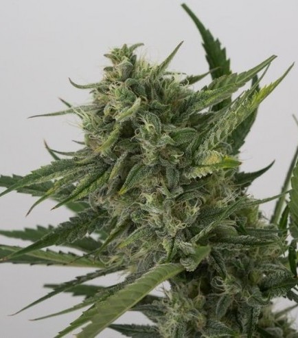 OG Kush Autofiorente (Dinafem)