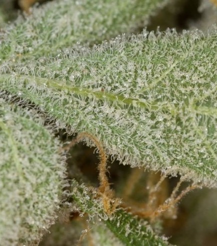 White Widow Autofiorente (Dinafem)