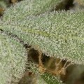 White Widow Autofiorente (Dinafem)