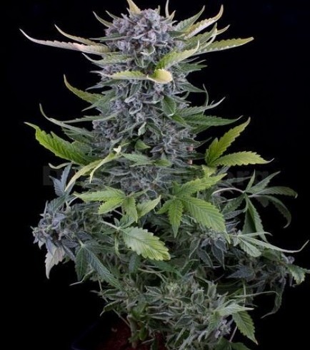 White Widow Autofiorente (Dinafem)