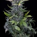 White Widow Autofiorente (Dinafem)