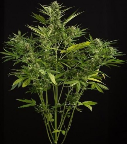 White Widow XXL Autofiorente (Dinafem)