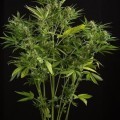 White Widow XXL Autofiorente (Dinafem)