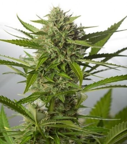 White Widow XXL Autofiorente (Dinafem)