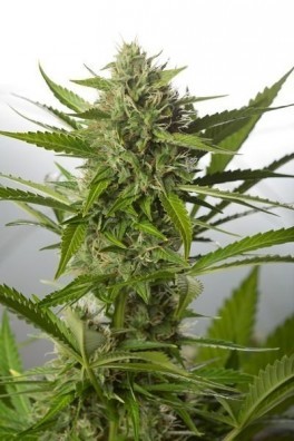 White Widow XXL Autofiorente