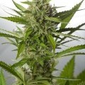 White Widow XXL Autofiorente (Dinafem)