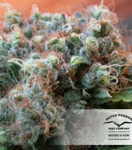 White Widow (Dutch Passion)