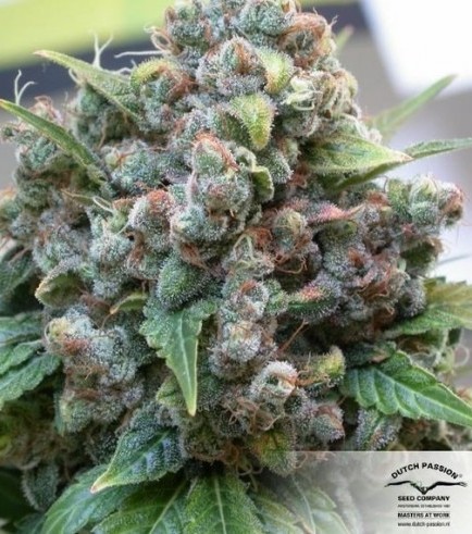 White Widow (Dutch Passion)