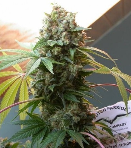 White Widow (Dutch Passion)