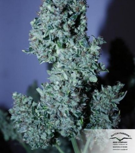 AutoBlueberry (Dutch Passion)