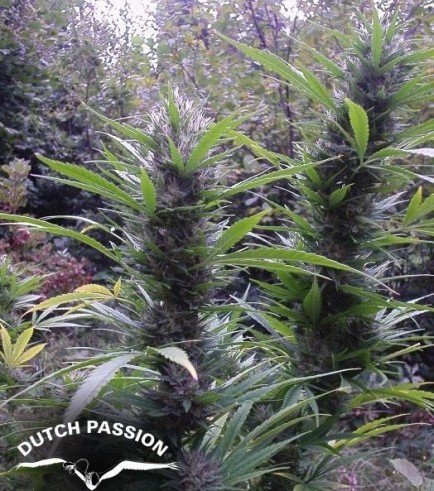 Passion 1 (Dutch Passion)