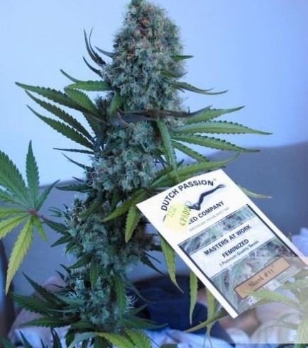 Skunk 11 (Dutch Passion)