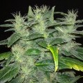 Dieseltonic (Resin Seeds)