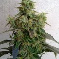 Dieseltonic (Resin Seeds)