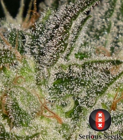 AK-47 (Serious Seeds)