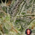 AK-47 (Serious Seeds)