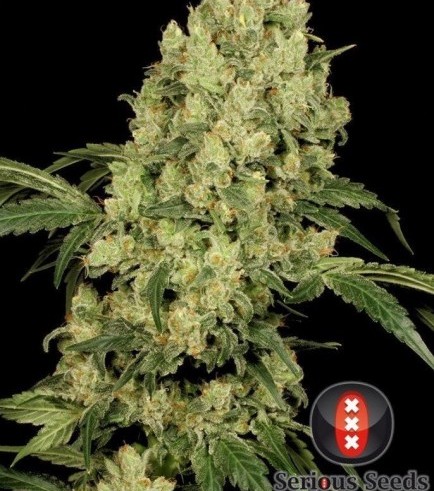 AK-47 (Serious Seeds)