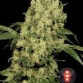 AK-47 (Serious Seeds)