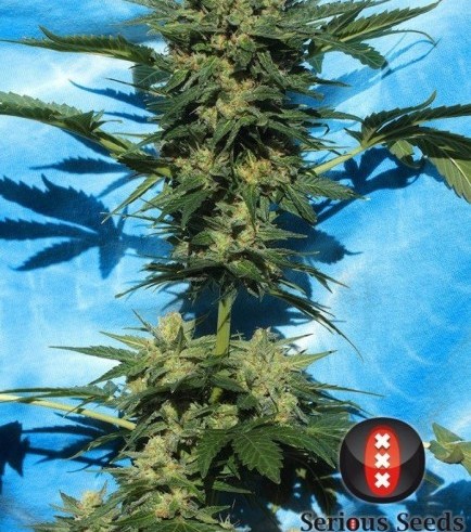 Autofiorente White Russian 1 (Serious Seeds)