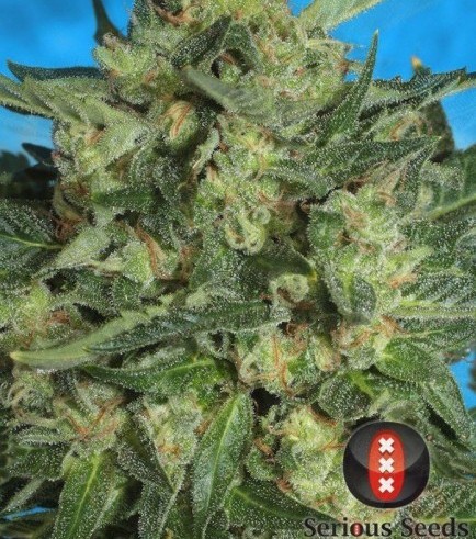 Autofiorente White Russian 1 (Serious Seeds)