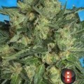 Autofiorente White Russian 1 (Serious Seeds)