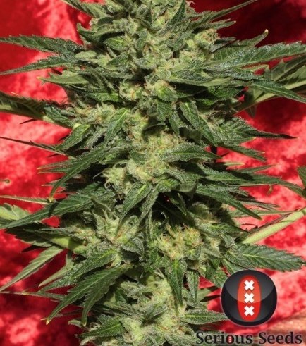 Autofiorente White Russian 1 (Serious Seeds)