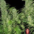 Double Dutch (Serious Seeds)
