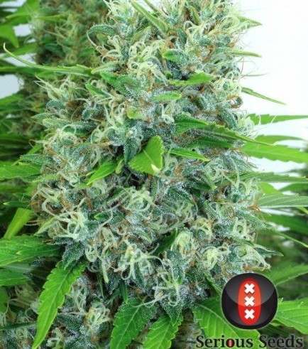 Kali Mist (Serious Seeds)