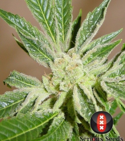 White Russian (Serious Seeds)