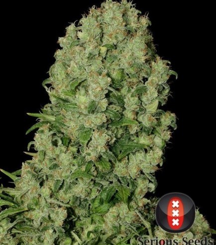 White Russian (Serious Seeds)