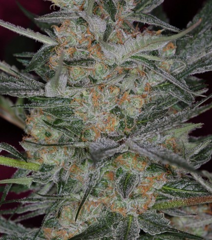 Cheese Quake (TGA Subcool Seeds)