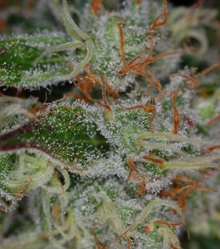 Chernobyl (TGA Subcool Seeds)