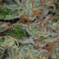 Chernobyl (TGA Subcool Seeds)