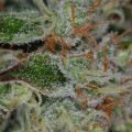 Chernobyl (TGA Subcool Seeds)