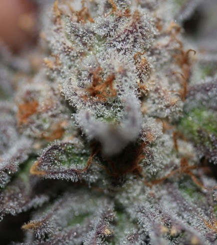 Conspiracy Kush (TGA Subcool Seeds)