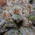 Conspiracy Kush (TGA Subcool Seeds)