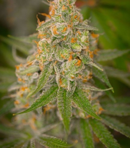 Cuvée (TGA Subcool Seeds)