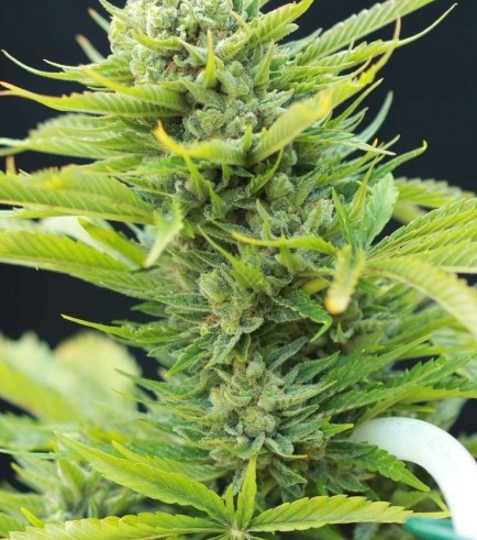 Dairy Queen (TGA Subcool Seeds)