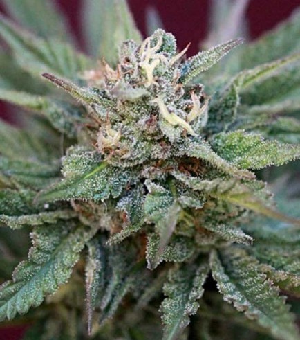 Dairy Queen (TGA Subcool Seeds)