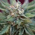 Dairy Queen (TGA Subcool Seeds)