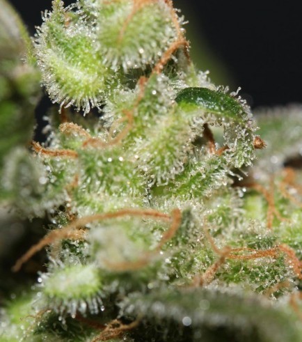 Galactic Jack (TGA Subcool Seeds)