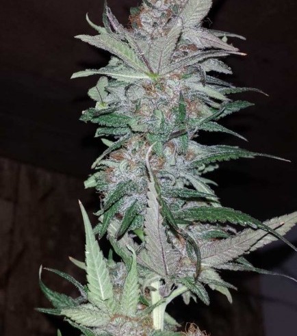 Hurkle (TGA Subcool Seeds)