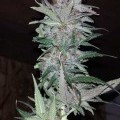 Hurkle (TGA Subcool Seeds)