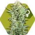 Power Kush (Zambeza Seeds)