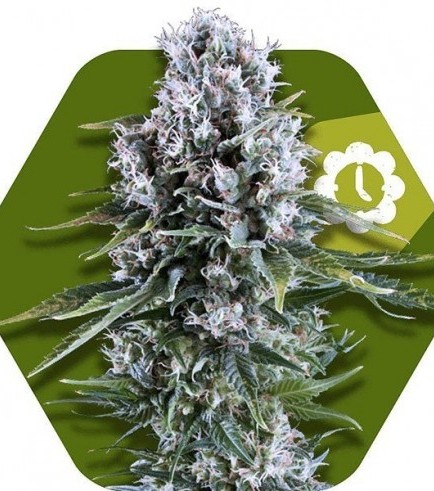 Northern Lights XL Autofiorente (Zambeza Seeds)