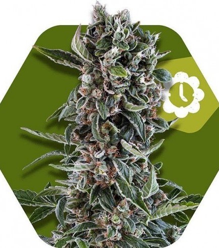 Blueberry Cheese Autofiorente (Zambeza Seeds)