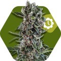 Blueberry Cheese Autofiorente (Zambeza Seeds)