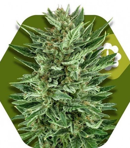 White Cheese Autofiorente (Zambeza Seeds)