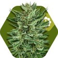 White Cheese Autofiorente (Zambeza Seeds)